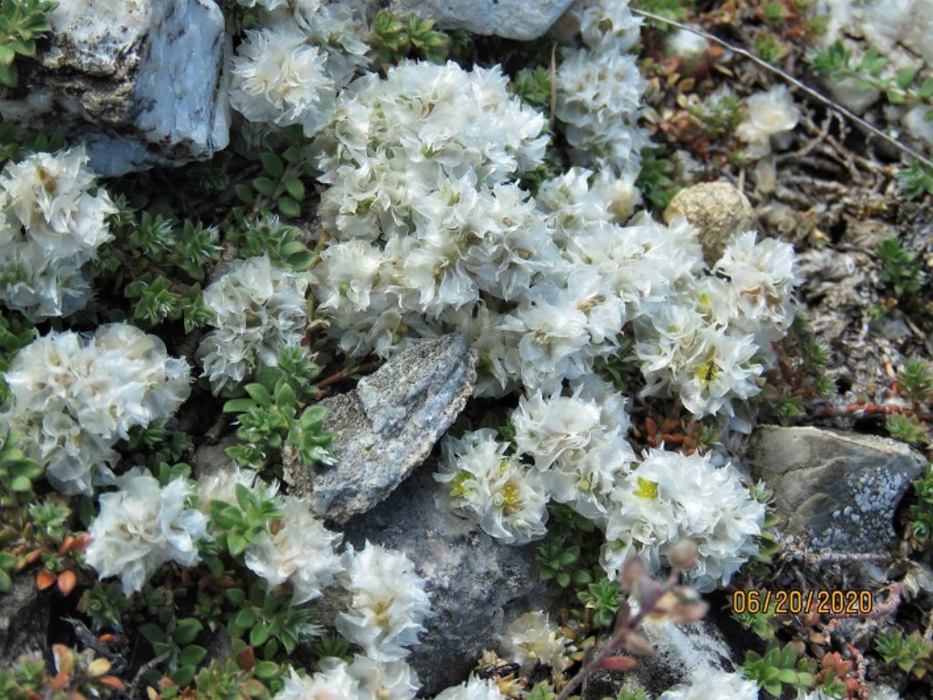 Paronichia sp. ?  S,  Paronychia kapela (Caryophyllaceae)